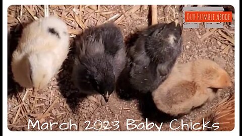 March 2023 Baby Chicks