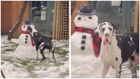 Dog Eats Snowman Nose