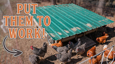 Putting Your Chickens to Work with a Chickshaw!