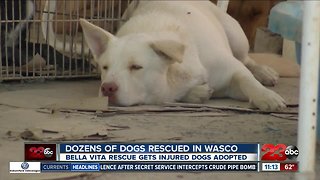 Animal group rescues dozens of dogs in Wasco