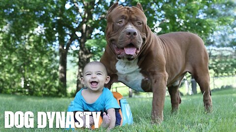 Giant Pit Bull Hulk & The Newborn Baby _ DOG DYNASTY