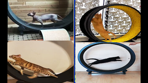 Training Your Cat to the exercise Wheel