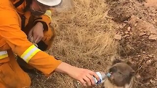 Firefighter gives water to thirsty Koala as Australia bushfires rage on