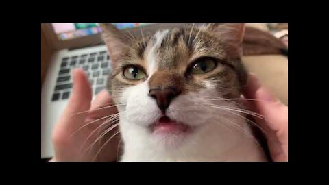 Cat is mesmerized by face massage