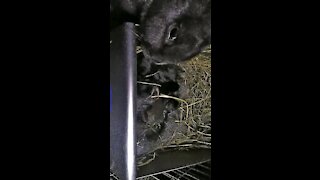 12 day old baby rabbits, and their momma!
