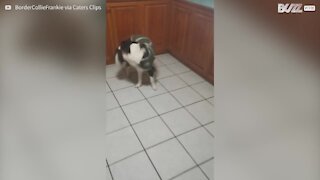 Cachorro brinca de buscar a própria cauda!