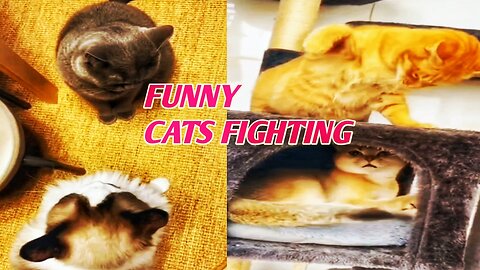 Funniest cats videos best funny animal videoscute fighting funny video 🤣 Cats fighting 🤣 🤣