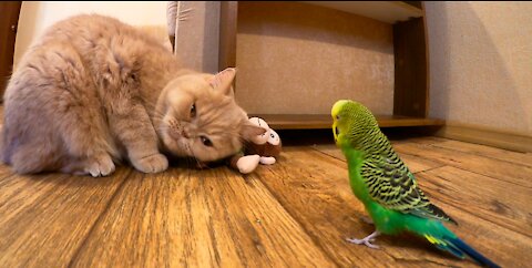 Кот и птица, милые животные #202