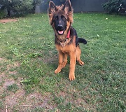 German shepherd puppy trying to catch little flies