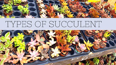 Different type of Succulent