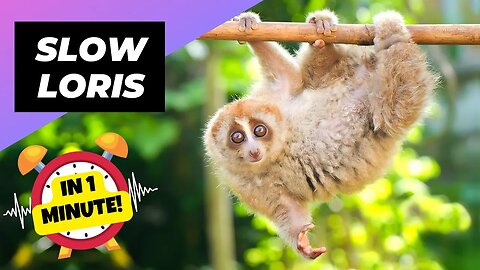 Slow Loris - In 1 Minute! 🦥 One Of The Cutest But Dangerous Animals In The World | 1 Minute Animals