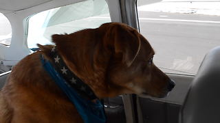 Chill Dog Casually Enjoys Plane Ride In Colorado