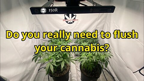 Do you really need to flush your cannabis? @grandmasterlevel Master 150R Exotic Genetix Drip Station