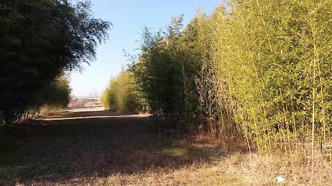 Arrive at the exit of the bamboo forest.