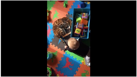 Impressively tolerant cat plays with baby