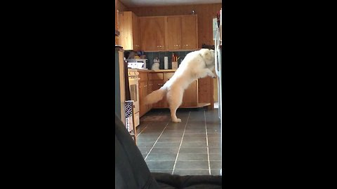 Smart Dog Knows How to Use The Refrigerator's Ice Machine