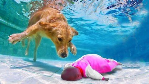 Dog And Baby Take A Swim Very Funny Time | Funny Baby Video ( 2021 )