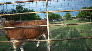 Cow Comes Running Like A Puppy After Being Called By Owner