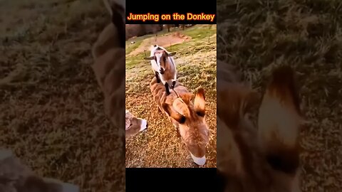 Goat Kid is jumping on donkeys back || Jumping on donkeys back