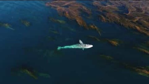 Baleia cinzenta passeia entre algas gigantes
