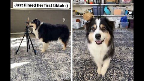 Intelligent Dog Makes Her Own TikTok Video with a Nose Boop.