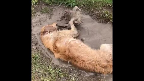 Golden Retriever fully bathes in mud puddle