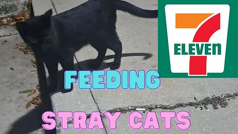 Feeding Stray Cats At 7-11 In North Lakeland. #straycats #florida #centralflorida #feedingstraycats