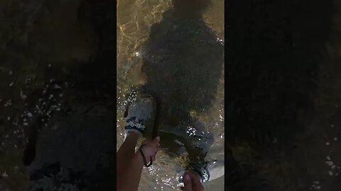 INSANE Watersnake catch in the river! #snakes #herping #shorts