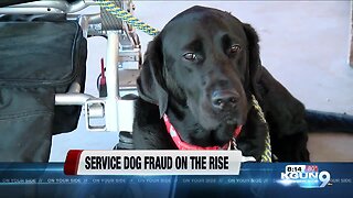 People stand up against service animal fraud