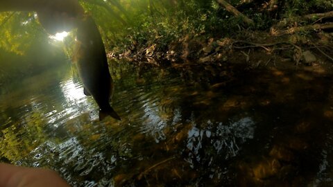 Multi-Species Creek Fishing kind of day