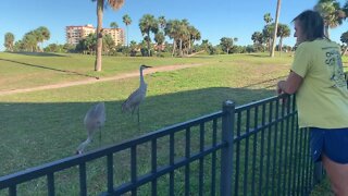 Daniel Hanging Out With Sand Cranes