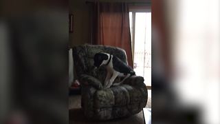 Funny Dog Tips Over A Rocking Chair