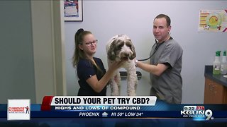 Consumer Reports: Should your pet try CBD?