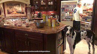 Great Danes help prepare holiday treats