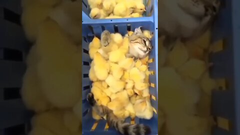 The Cutest Cat you will ever see having a CHICKS massage - Try Not To Laugh #shorts