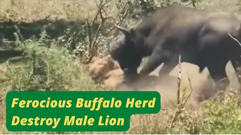 Ferocious Buffalo Herd Destroy Male Lion