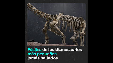 Descubren fósiles de los titanosaurios más pequeños de 66 millones de años