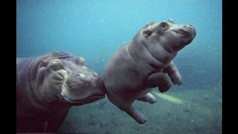 Baby Hippos just floating and swimming