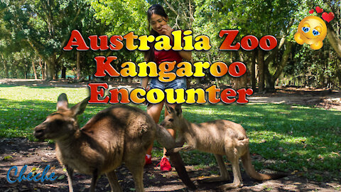 Meet the Kangaroos at Australia Zoo