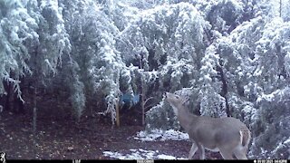 A Winter's Day At The Homestead