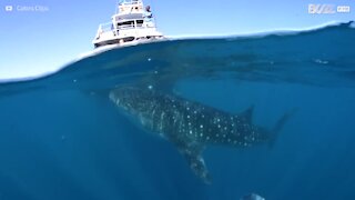 Ce requin baleine fiche la trouille à un groupe de touristes