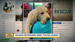 Golden Retrievers need foster homes