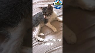 Kitten Talking after being Rescued #shorts