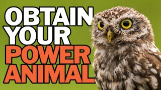 Obtain Your Power Animal