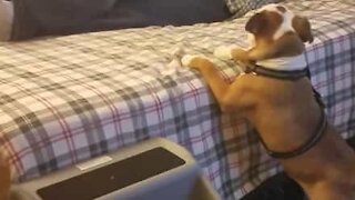Lille bulldog kæmper for at komme op i sengen