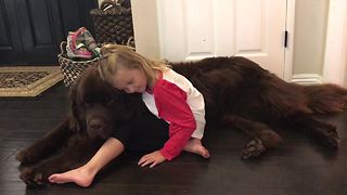 Huge Newfoundland dog sneezes on little girl