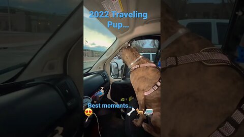 2022 traveling pup #shorts #dog #shorts #travel #funnyvideo #pets #cute #lovelife