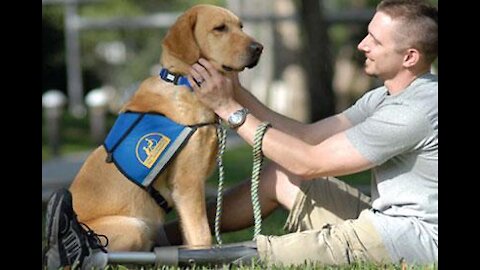 Goldens are the best dogs