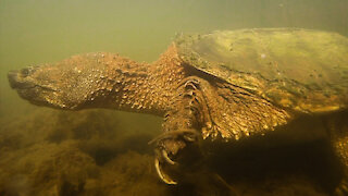 Life in the Creek - The Underwater World