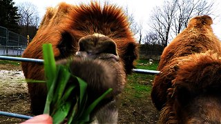 Man takes pity on camels when tasty grass is out of reach